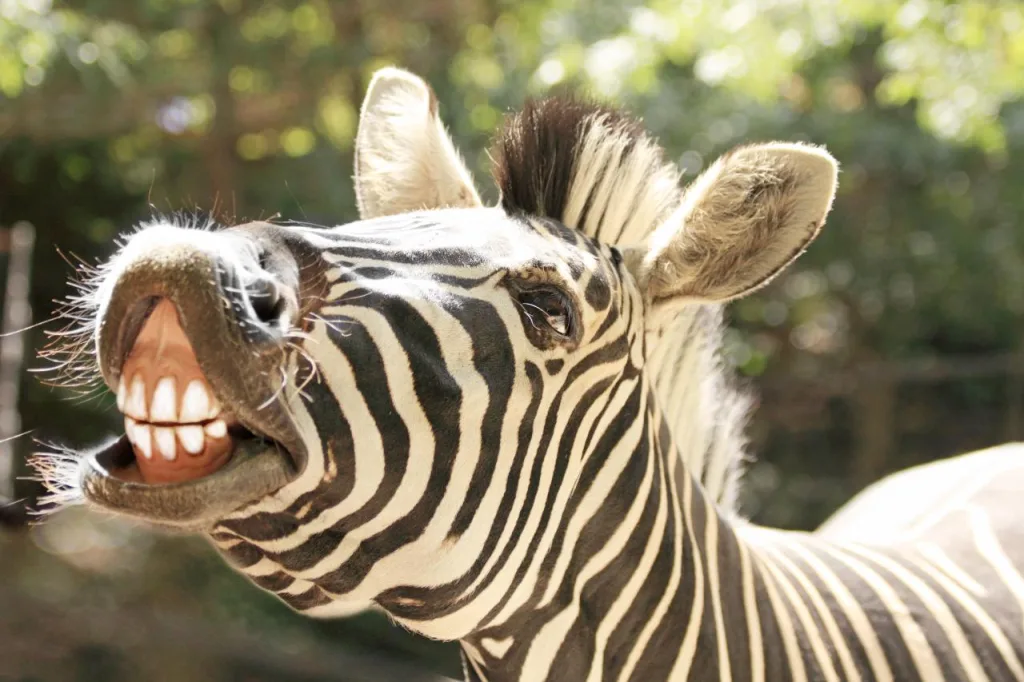zebra teeth